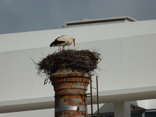 DAY1-home-stork-2
